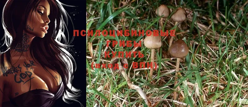 что такое   Нижний Ломов  Галлюциногенные грибы Magic Shrooms 